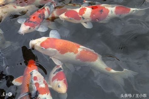 錦鯉魚意思 兩個門風水